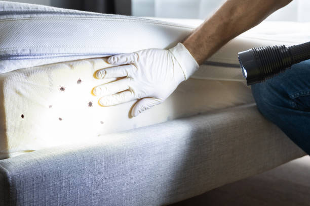 Best Termite Control Services  in Jordan, NY