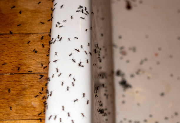 Best Ant Control Services  in Jordan, NY